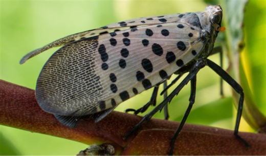Are spotted lanternflies fading out in N.J.? Here’s what experts say.