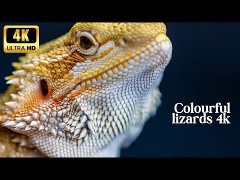 You Won't Believe These 10 Bizarre Lizard Species!