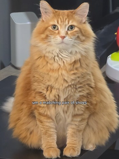 Pink is definitely his color 😅 #catsoftiktok #foryourpage | Walter The Cat