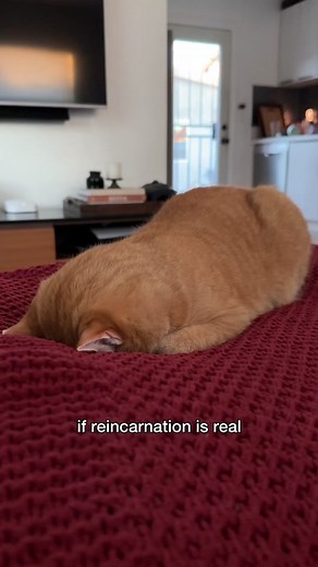 Reincarnation as a Cat: The Ultimate Life of a Pampered House Cat