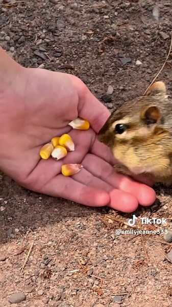 Emilyjeanne333 on TikTok