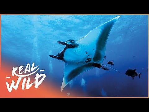 Life Of The Giant Manta Ray | Blue Realm Of San Benedicto | Real Wild