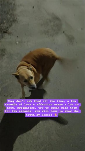 Love #helpstrays #feedstrays #election2026 #iranisraelwar #animalcomedy #tvkvijay #wildlife #doglove