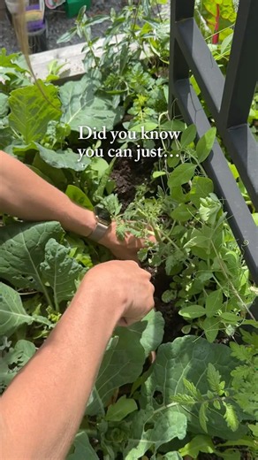 Did you know it’s way easier to grow a garden with an arch trellis? #garden #tomato #trellis #plants