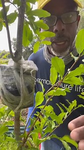 Pomegranate airlayer reveal #airlayer #airlayering #pomegranate #pomegrantetree #gardeninghacks #andrethefarmer | Andre The Farmer