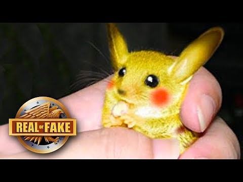 Real Life PIKACHU Captured- real or fake?