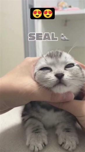 Cute cat making faces like different animals 😍🤣