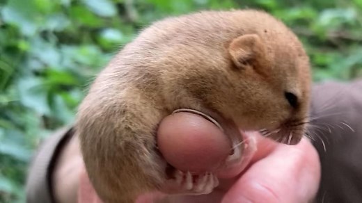 Why this hazel dormouse is getting a much needed helping hand