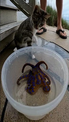 Blue‑Ringed Octopus in a Bucket — Cat Alerts, Safe Exit to Drain | AI Coastal Cam