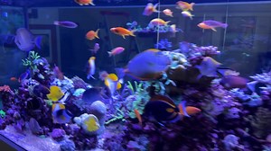 43K views · 3.1K reactions | Saturday morning tank walk around | Mr. Saltwater Tank | Facebook