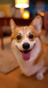 🌪️ What are "Zoomies"? The Science of Happy Dogs 🧠⚡#TeknologiAI #VideoViral #Brasil #CorgiBrasil