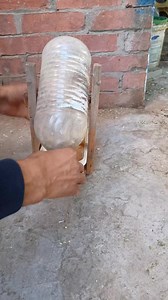 20K views · 760 reactions | Good morning pigeons love  #pigeon | Soliman Riad | Facebook