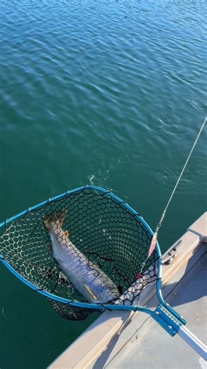Even the big German browns can’t resist little captains tackle! Caught on our pink moon jelly dodger with our pink spinning hoochie. fish on https://littlecaptainstackle.com/ | Little Captains Kokanee Tackle