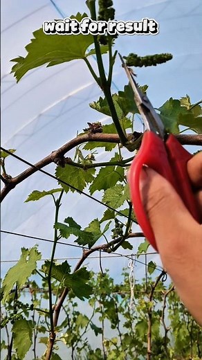 How to Prune Grapevines for Maximum Fruit Yield 🍇#satisfying​​​ #grapepruning​​​ #grapevarieties​​​
