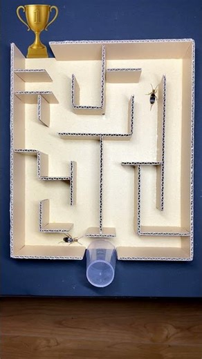 Bombardier Beetle Conquers the Maze!