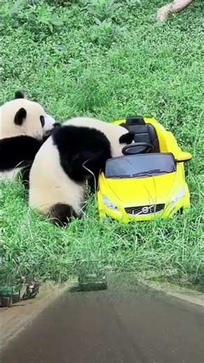 Panda vs The Colorful Ball Pit! 🐼🎨🤣