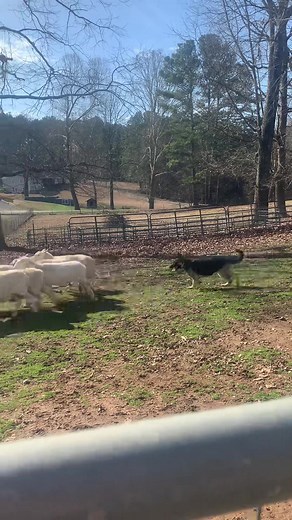 German ShepHERD herding sheep for the first time! Proud breeder moment! #germanshepherd #herdingdog #americanshowline #purposebred #ethicalbreeder #preservationbreeder