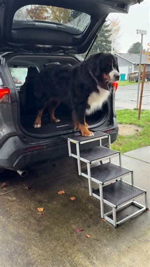Bentley Boo Bear 🐻 on Instagram: "We really like our @ruff.rover steps and seat cover. Bentley is more comfortable with the steps getting out of the car and is a nice option to have!"
