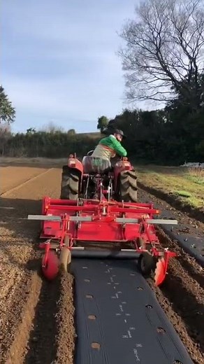 PLANTING SWEET CORN USING A PLASTIC MULCH