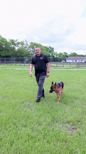 Dog Park Agility Training for Your German Shepherd