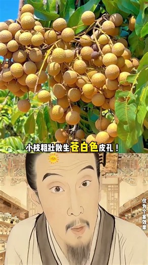 被称作田间小众本草的龙眼核，它到底有哪些实用妙用呢？#龙眼核 #识百草 #植物科普#非遗守护人
