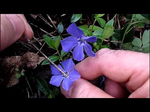 MyNature Apps; Identifying Common Periwinkle, Vinca minor
