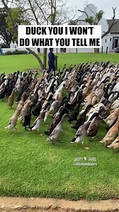 🦆✊🏼 Ducks on Parade 🎥: duckwhispers (IG) #duck #ducks #comedy #music #parody of #rageagainstthemachine #90smusic #dustydubs | Dusty Dubs