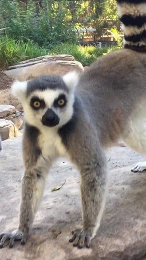 Leapin’ lemurs #iliketomoveitmoveit #madagascarchallenge #wildlife #lemursoftiktok
