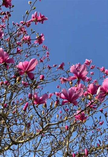 Spring Aesthetic: Embracing Nature's Beauty in 2025