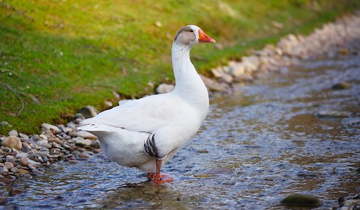 Where Do Geese Sleep? How Do They Sleep?