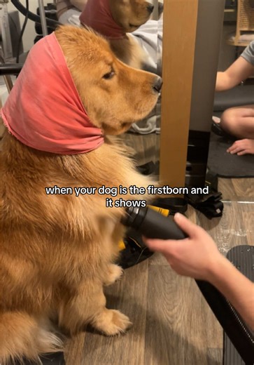 Firstborn Golden Retriever: Adorable Moments