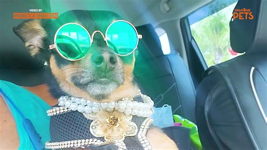 Designer dog has wardrobe worth over 10K