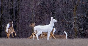 Extremely rare albino deer spotted in Minnesota