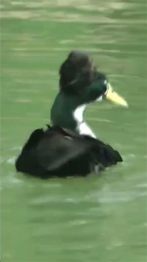 A Crested Duck swimming\一只凤头鸭 #crestedduck