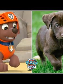 Who is Zuma in Real Life? || Paw Patrol