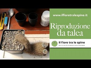 Come riprodurre cactus e piante grasse per talea