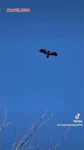 An Eagle soars above the Crows, Peanut Butter Club ,FYP, By R Conyard#birds #Eagles #crows