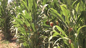 Determining how much to charge for farmland rent