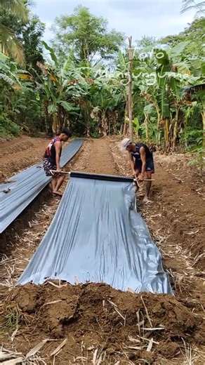 What is plastic mulch? advantages and disadvantages Plastic mulch benefits crops by increasing yields and improving quality through better soil management, including moisture retention, weed suppression, and temperature regulation. It also protects plants from soil-borne diseases and pests, leads to earlier and higher yields, and can reduce the need for herbicides and pesticides. Soil Available at Cam's 4ft by 4000ft $2450 3ft by 4000ft $1860 1.2 mil thickness the highest quality on the market 3