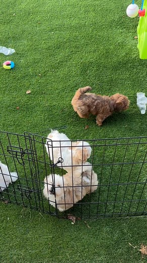 2.3K views · 26 reactions | Monday morning puppies  | J&O Puppies Small Dog Breeds | Facebook