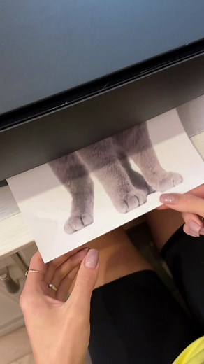 Johny Cat and his new friend #cat #johnycat