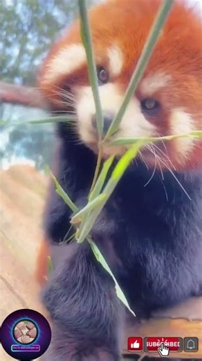 Red Panda Facts in Telugu 🐼 | Why is this cuddly animal rare?