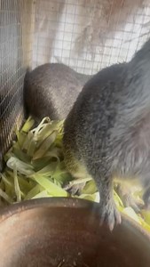 What does it take to be a Grass Cutter Farmer?? 🤔 Your passion for the business, basic knowledge which you learn while practicing, good environment and housing system, access to their feeding initial Capital of one or more colony you are good to go✅ The lectures in here are for free, just be focused on what is been teach here, feel free to ask questions you will learn gradually✅ Grass Cutter Farmers Guide Free Training Forum. Is here to attend to you always ✍️ Grass Cutter Farmer Pay And Learn 