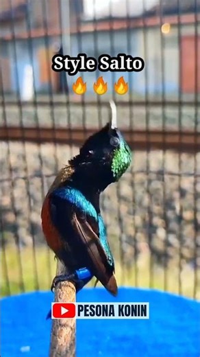 KONIN NGEROLL GAYA SALTO‼️ #koningacor