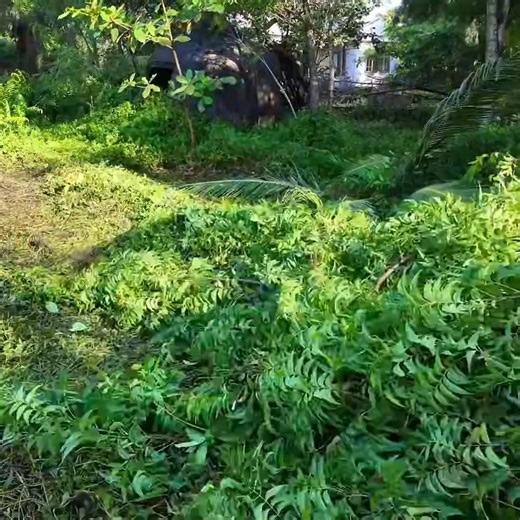 60 days of hard work transformed three long abandoned houses into clean, green spaces reclaimed by nature 🌿🏠 #CleanupTransformation #AbandonedHouse #NatureReclaimed #ExtremeCleaning #BeforeAndAfter | Clean The Old House