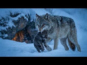 They Were Born Into the Cold… But the Pack Refused to Let Them Freeze | Wildlife 4K documantry