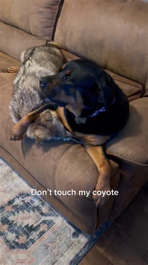Rottweiler vs Coyote: Can a Rottweiler Kill a Coyote?