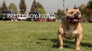 American Bully - Pretty Boy Floyd