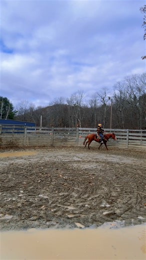 Patsy 🧡 Fancy little filly #horsetrainer #babyhorse #startthemright #consistency #horsetraining | Sierra Van Tassel
