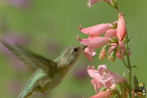 Calliope hummingbird - हिन्दी डॉक्यूमेंट्री #birds #animals #wildlife #wildlifetelecast | Wildlife Telecast